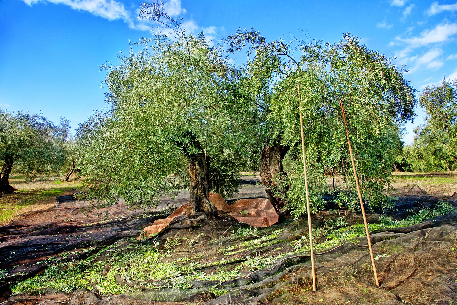 Aceites Oro Bailén