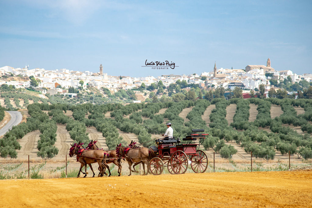 Experiencia Campo y Tradición