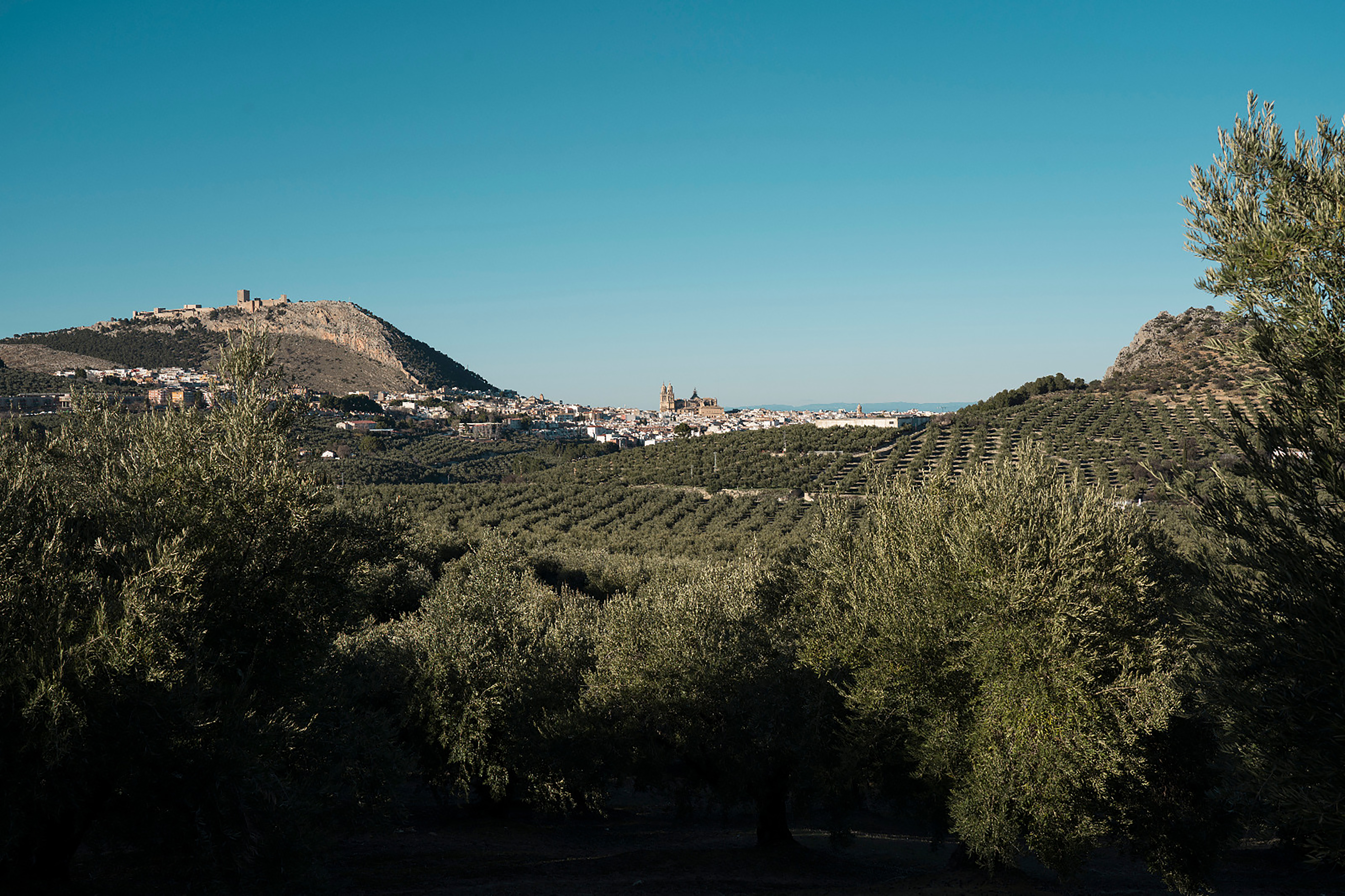 AOVE Family Experience