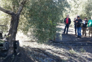Actividades de Oleoturismo a  medida: Visitas a fincas y almazaras,  recolección de aceituna, catas de aceite  y degustación de productos típicos