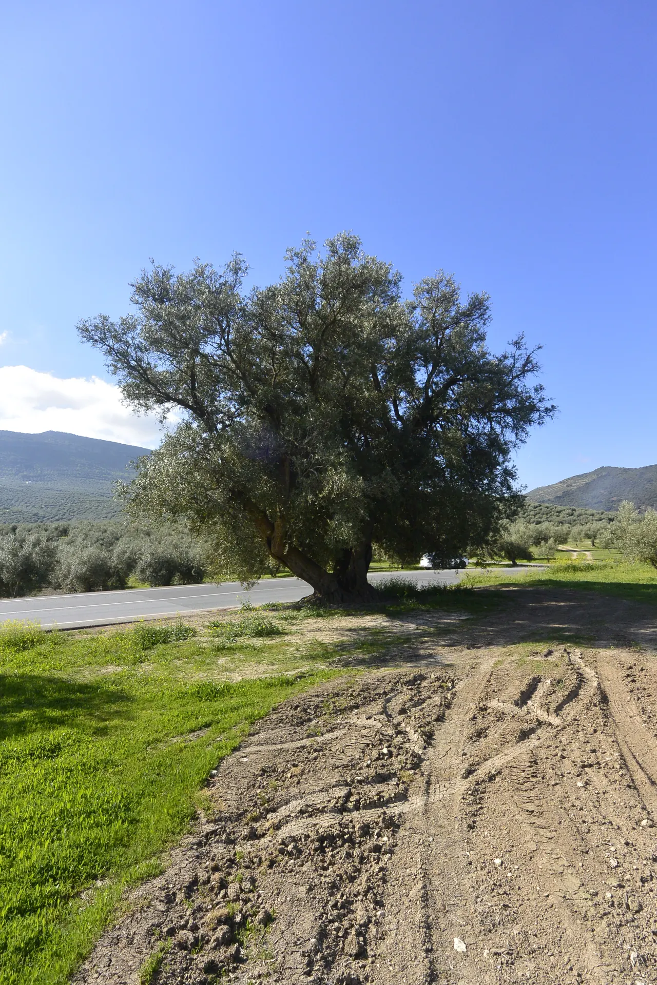Sendero Olivo Centenario Era de la Zarza Castillo de Locubín