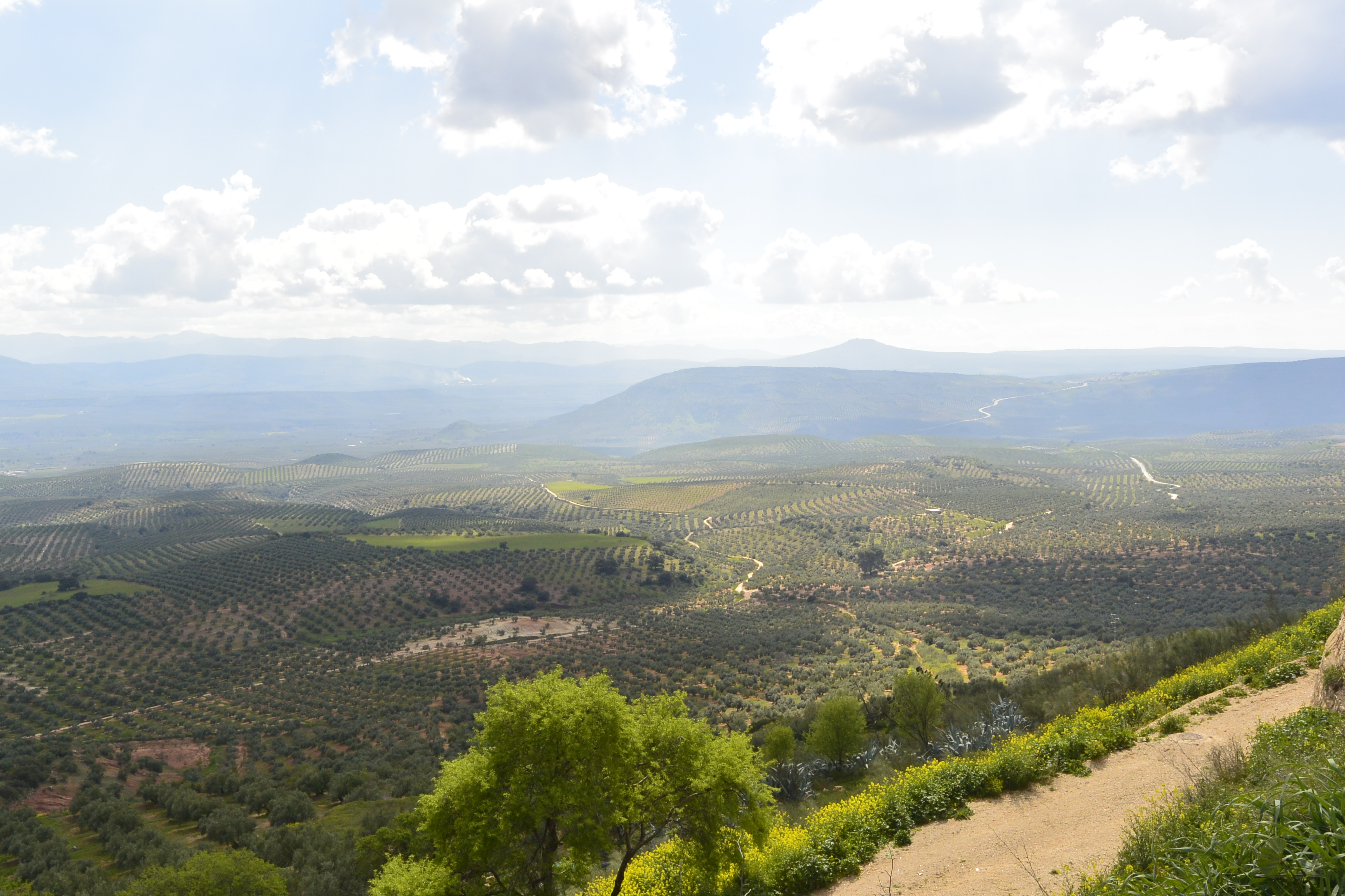 Mirador Artístico del Olivar  Chiclana de Segura