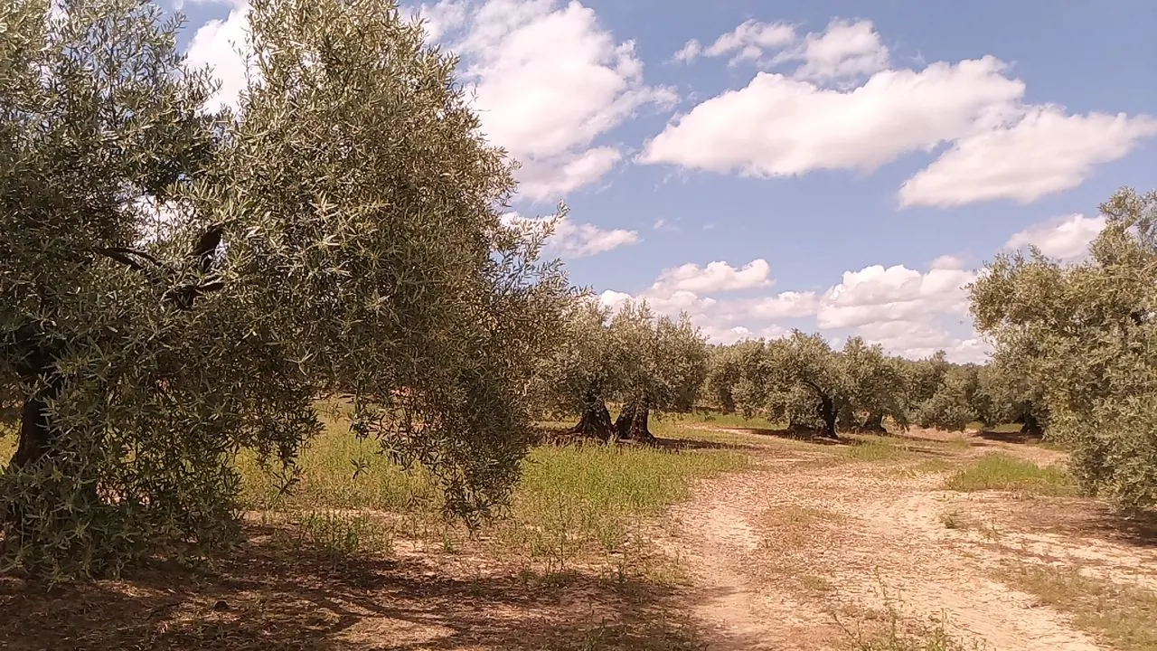 Sendero Olivos Centenarios Llano de Motril y Estaca Grande. Martos