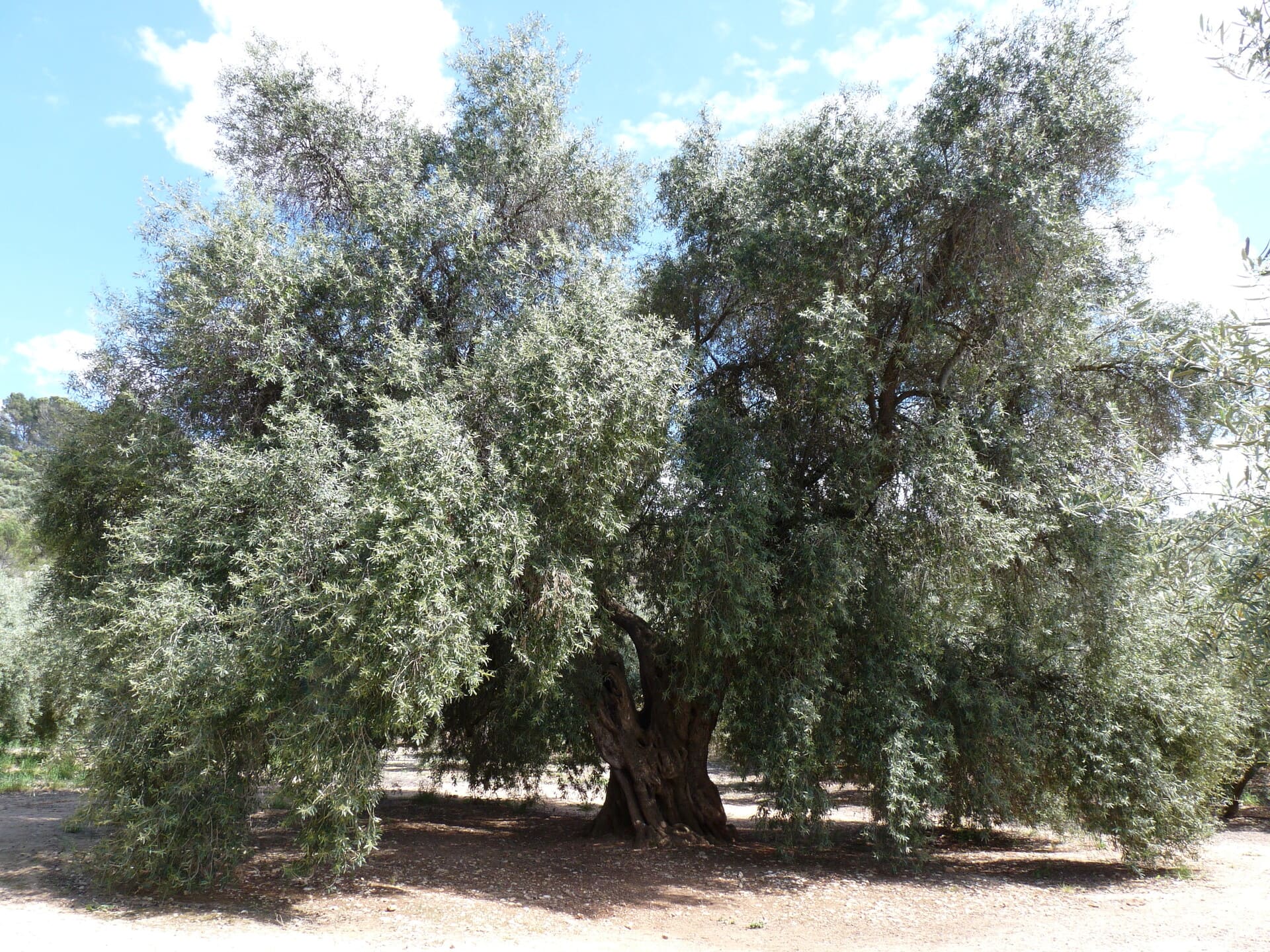 Sendero Olivo Milenario Fuentebuena Arroyo del Ojanco