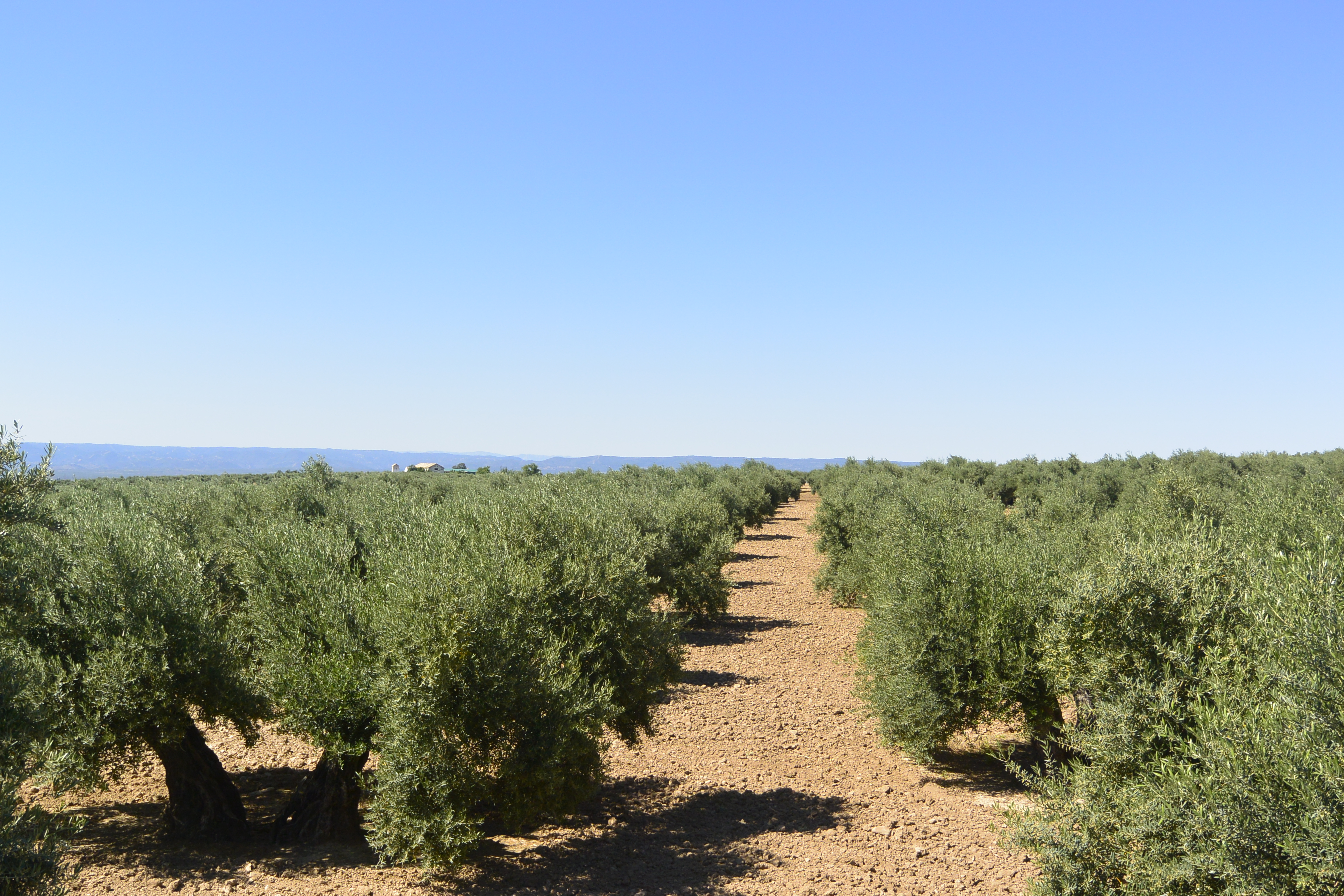 JA-5400 De Lopera a Arjona. “Horizontes de un mar de olivos”