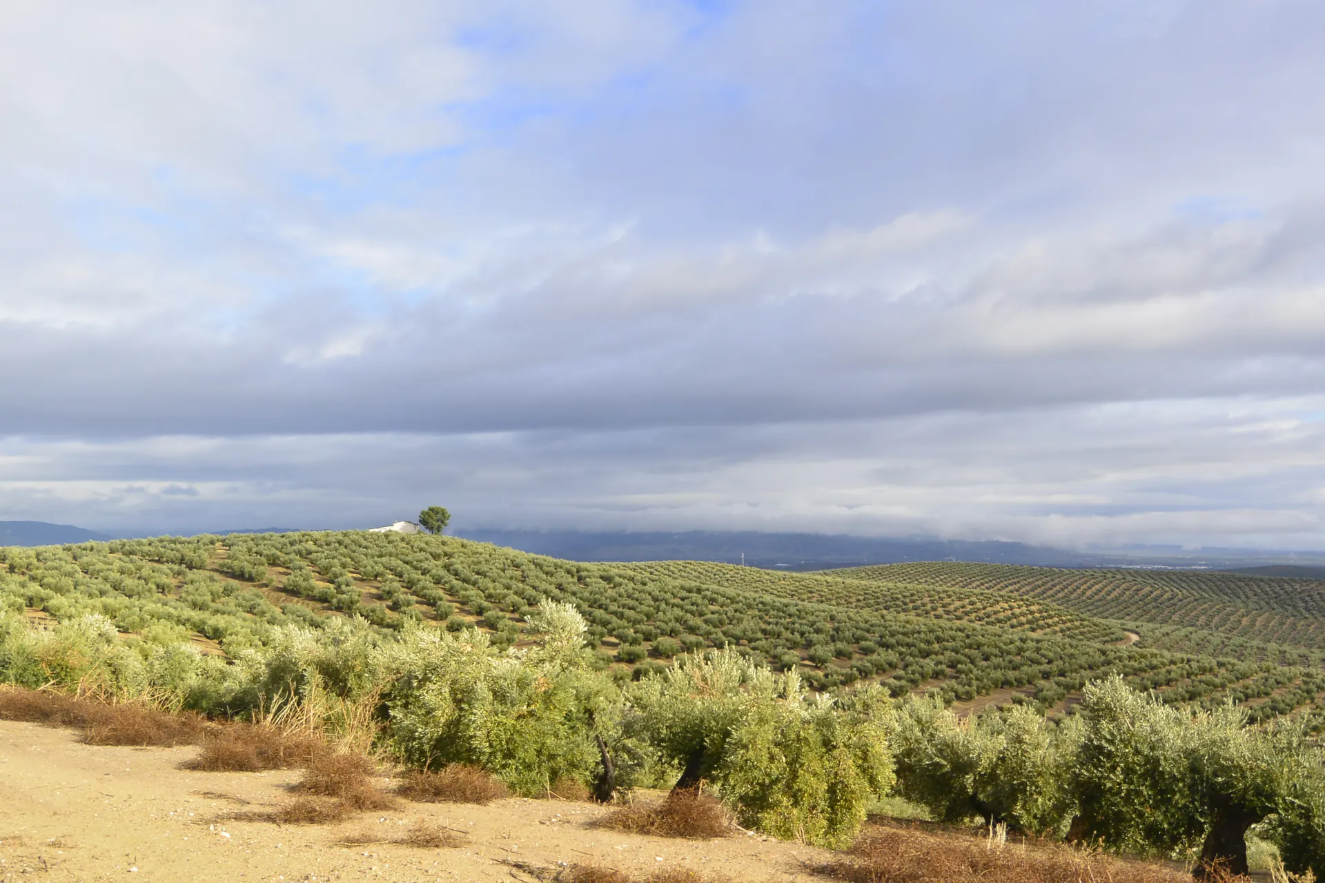 Sendero Monumento de los Guererros - Mirador artístico del Olivar OleotourJaén
